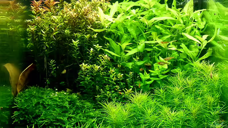 Gesamt vom 18.2.11 von Helmut Kreutmayer (6)