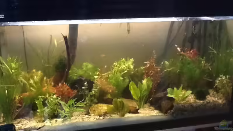 Gesamt von Chiara Z. (2)