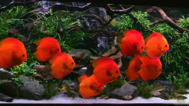 Gesamt von Diskus-Direkt (2)