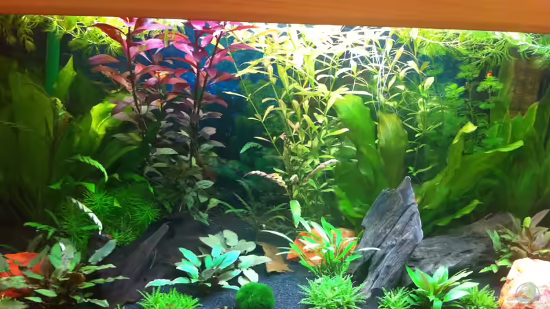 Gesamt von Nastassja&Mario T (6)