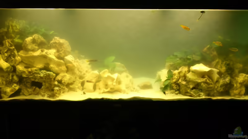 Gesamt Vorne von Alsi (54)