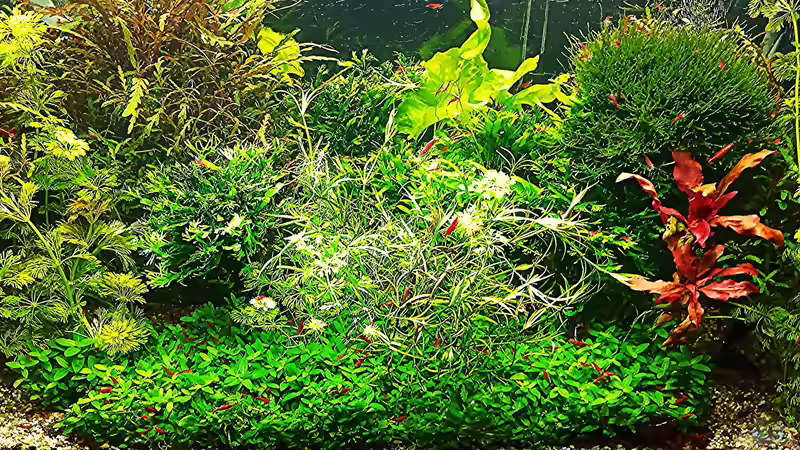 Gesamtansicht - 16.08.24 von odin 68 (44)