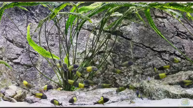 Gesamtansicht, April 2014 von NicoD (3)