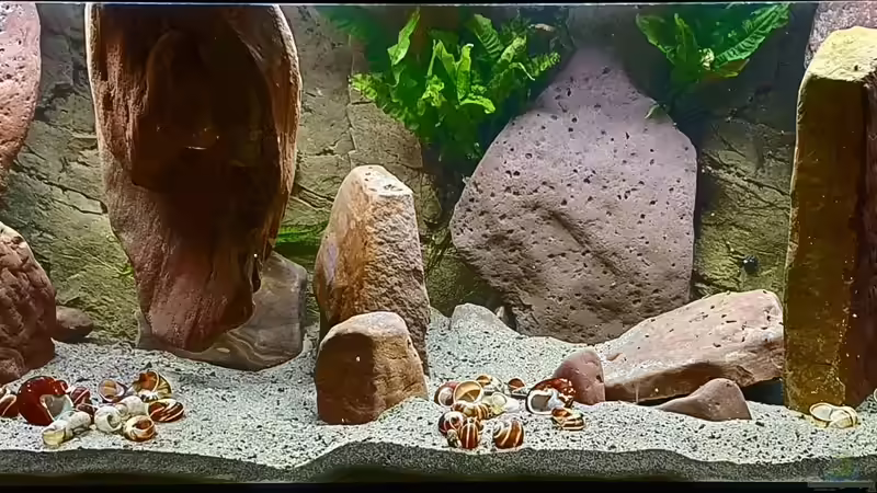 Gesamtansicht, noch ohne Fische von ravaka (10)