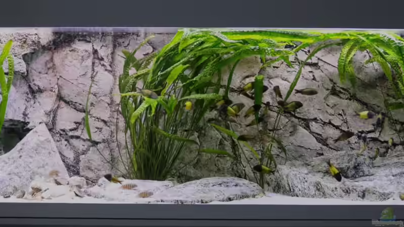 Gesamtansicht, Nov. 2013 von NicoD (4)