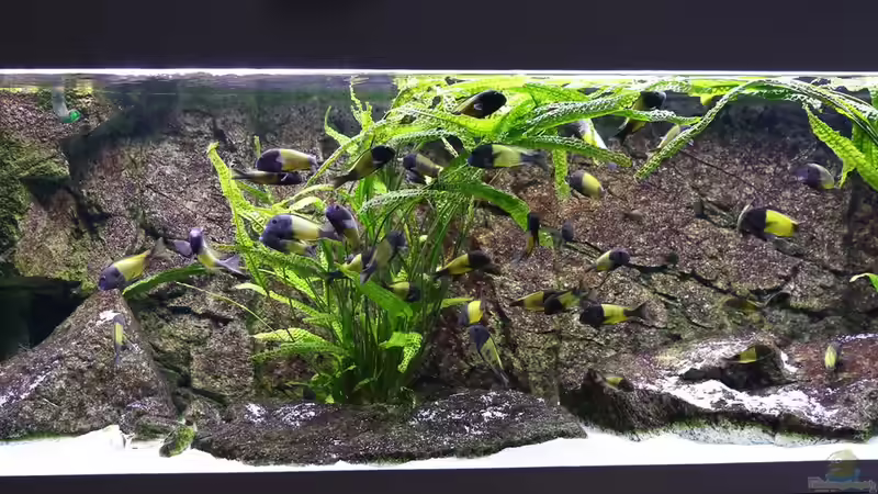 Gesamtansicht, Sep. 2015 von NicoD (2)