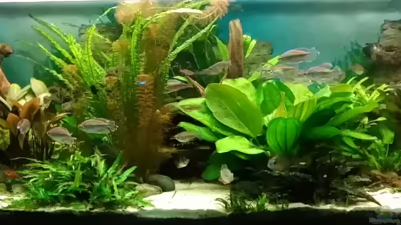 Gesamtansicht  von Grünhexe (58)