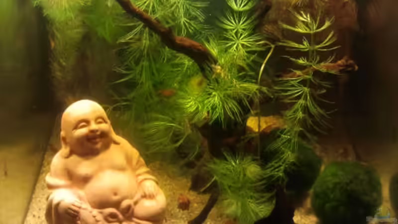 Gesamtansicht  von ollegaz