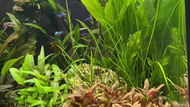 Gesamtansicht  von Ottche (29)