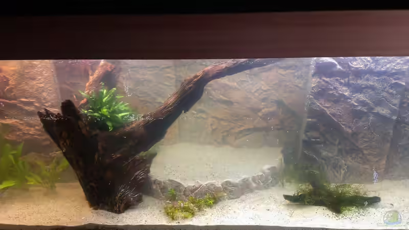 Gesamtansicht. von raubsau (52)