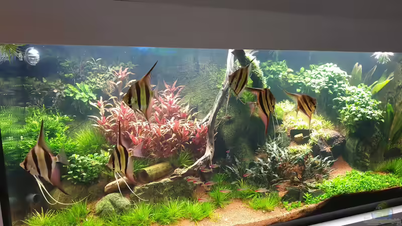 Gesamtansicht 01.02.2022 von tripledad (1)