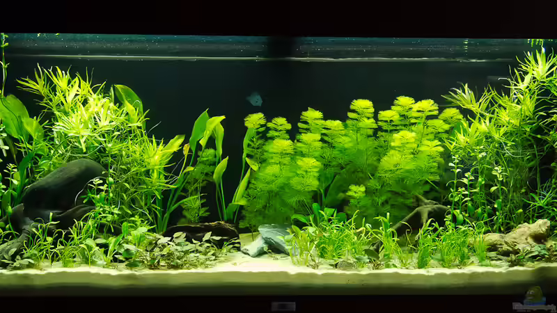 Gesamtansicht 03.06.2012 Die Pflanzen wachsen von Nico Frische (4)