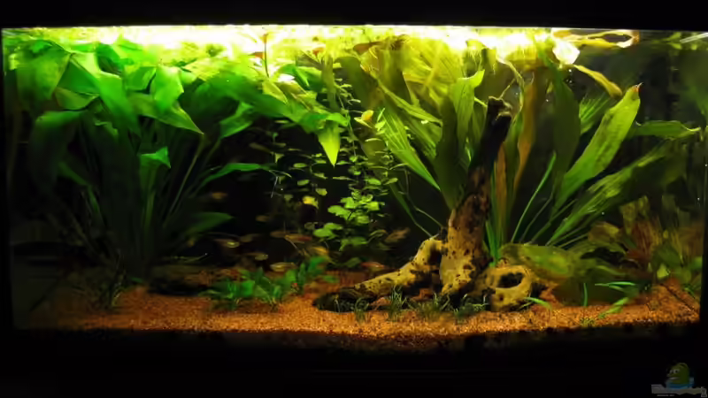 Gesamtansicht 05.08.2010 von TurboTorsten (1)