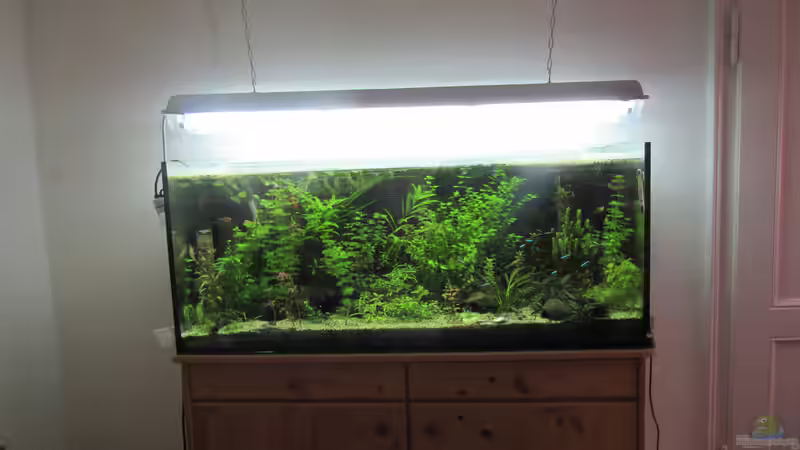 Gesamtansicht 05.09.2016 von Tigerlotus (5)