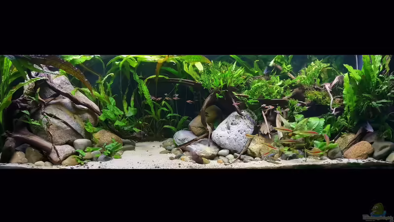 Gesamtansicht 06.02.2021