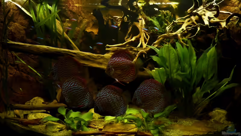 Gesamtansicht 09.09.12 in alter Gestaltung von ~Marco~ (15)