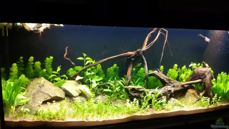 Gesamtansicht 09.09.2014, 4 tage nach dem ersten Tropfen Wasser. von Aalfred (4)