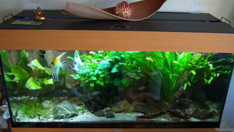 Gesamtansicht 09.11.2014 von Schratze (11)