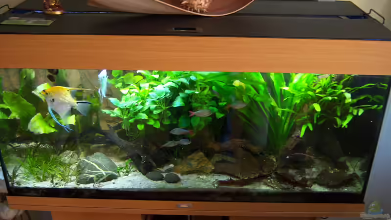 Gesamtansicht 09.11.2014 von Schratze (16)