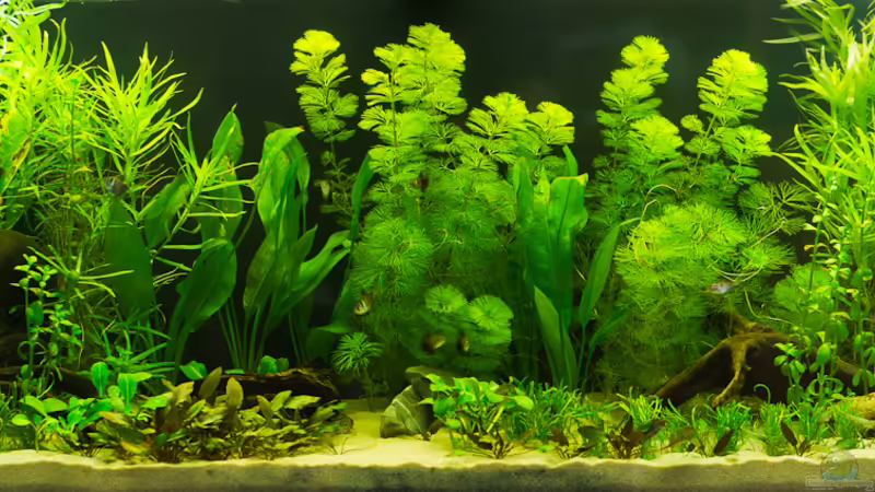 Gesamtansicht 10.06.2012 von Nico Frische (1)