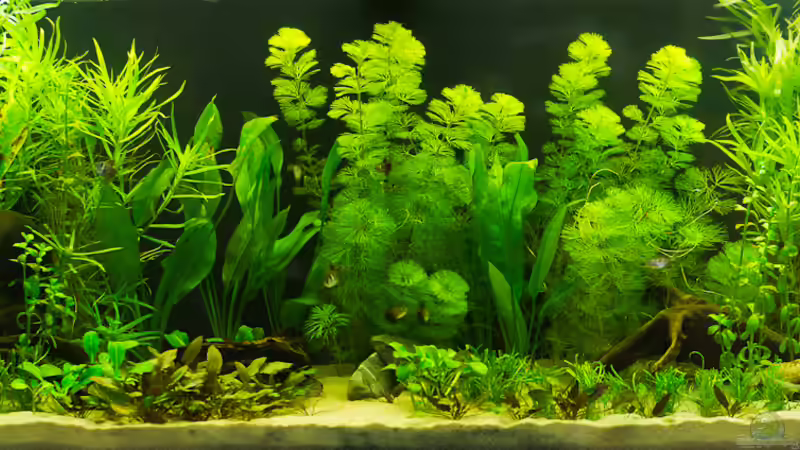 Gesamtansicht 10.06.2012 von Nico Frische (3)