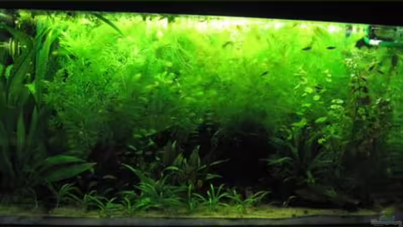 Gesamtansicht/11.05.2009 von Chrihilefi (1)