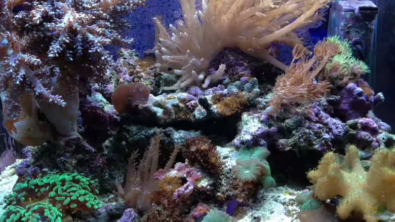 Gesamtansicht 11.2011 von reefaddict (1)