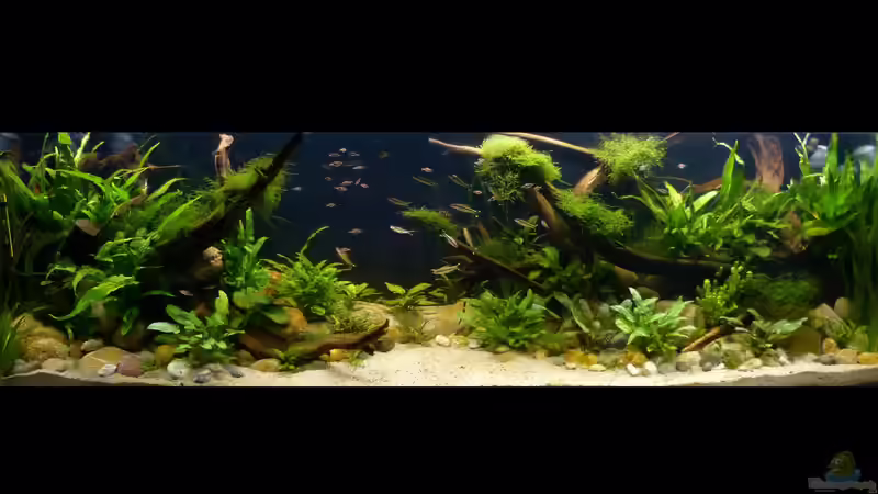 Gesamtansicht 12.10.2018 nach Wasserwechsel (Beleuchtung 100%) von ~Marco~ (8)