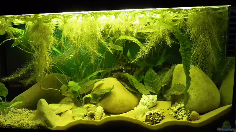 gesamtansicht 12.2.10 von Bazzi (6)