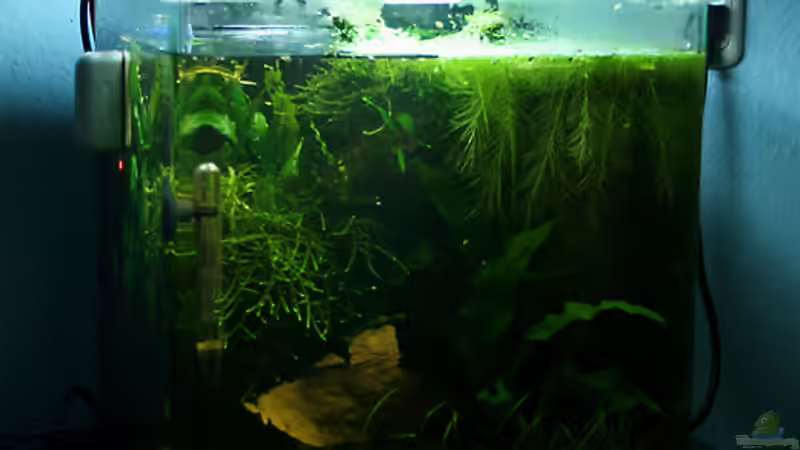 gesamtansicht 12/2008 von gezina (8)