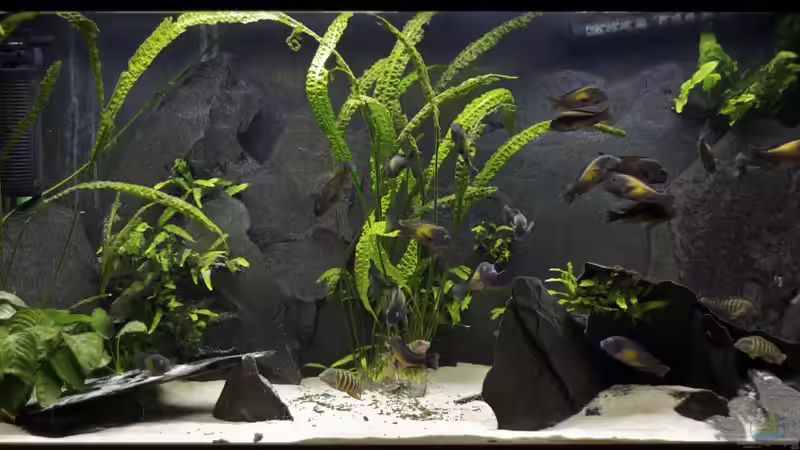 Gesamtansicht 12.2011 von NicoD (6)