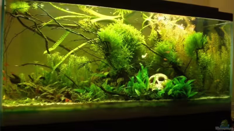 gesamtansicht 15.01.2009 von hp (1)