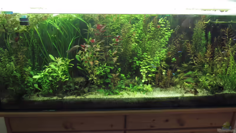 Gesamtansicht 15.05.2017 von Tigerlotus (18)