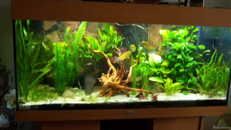 Gesamtansicht 16.02.2015 von Schratze (48)