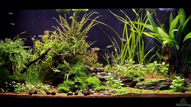 Gesamtansicht 17-07-2013 (nach Layoutüberarbeitung - jetzt heißt es etwas abwarten von Dirk F. (3)