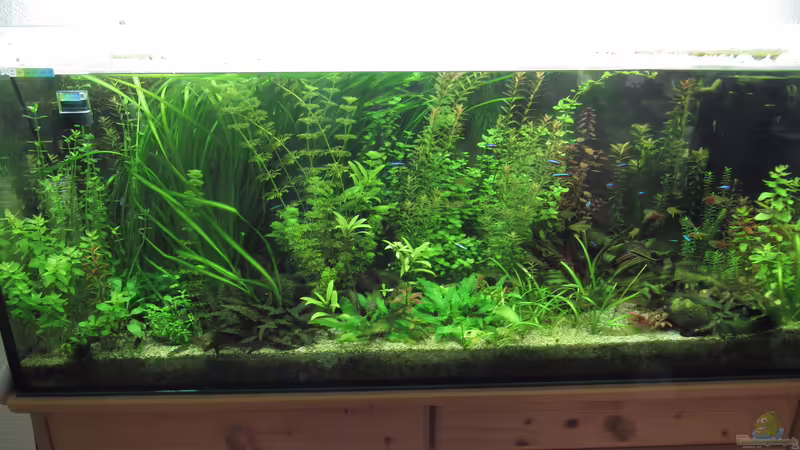 Gesamtansicht 18.03.2017 von Tigerlotus (11)