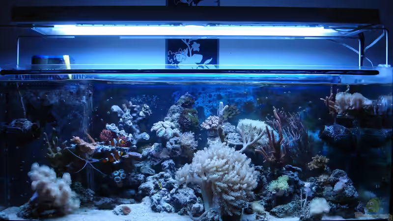 Gesamtansicht 19.07.2015 von Jane Vogeler (1)