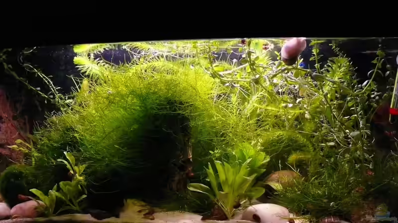 Gesamtansicht 19.11.2009 von Bunter Fisch (5)