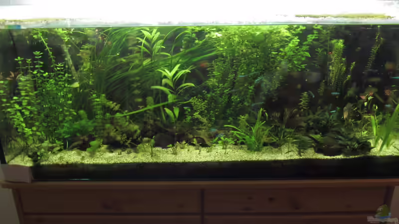 Gesamtansicht 19.11.2016 von Tigerlotus (7)