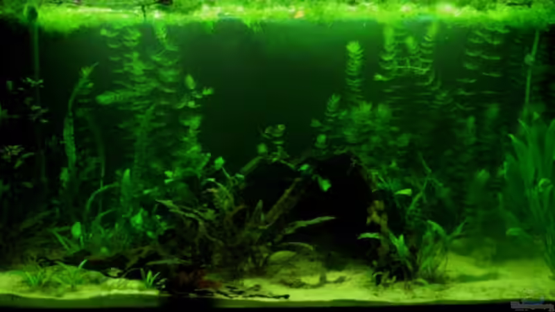 Gesamtansicht/19.12.2008 von Chrihilefi (2)