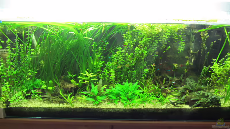 Gesamtansicht 20.01.2017 von Tigerlotus (8)