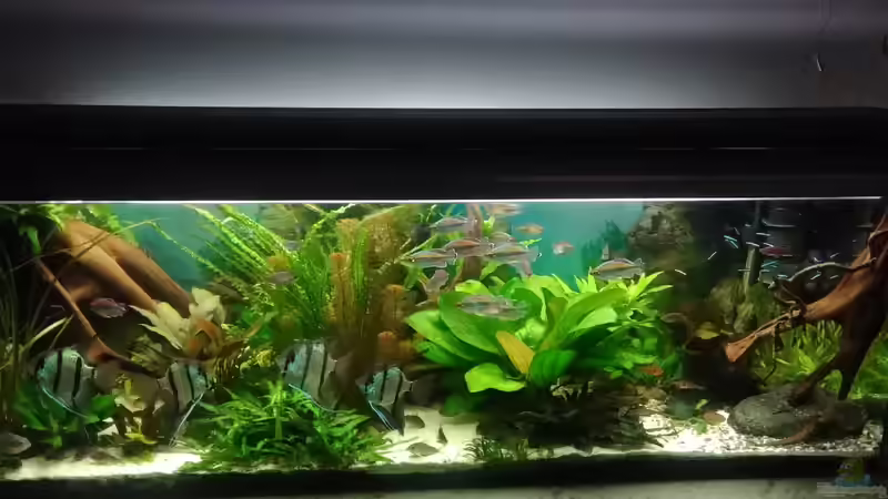 Gesamtansicht 2017 von Grünhexe (55)