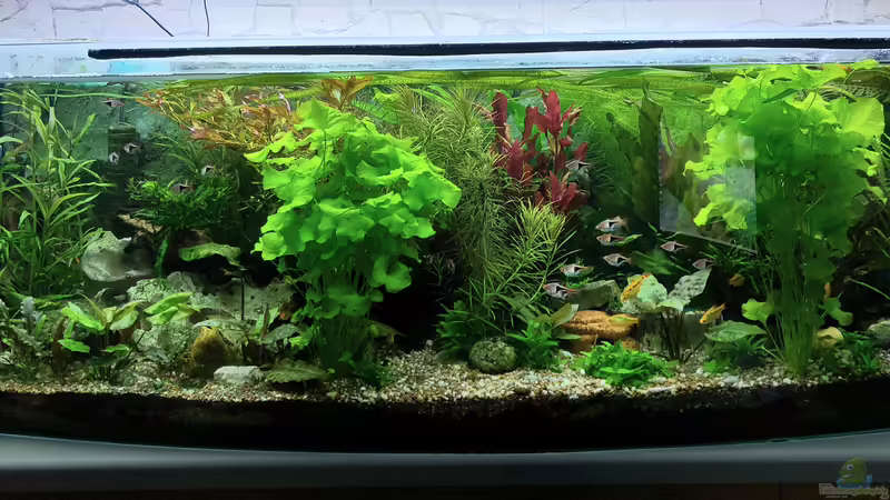 Gesamtansicht 2022 von ErfurtOldy (1)