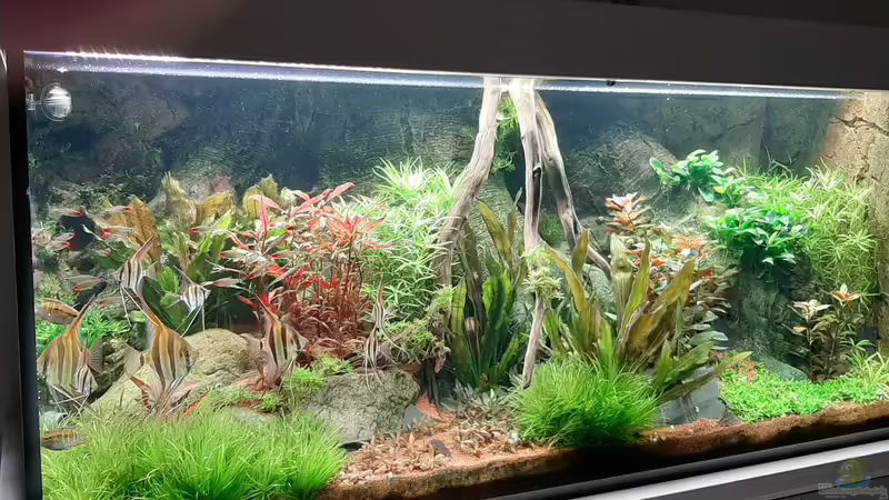 Gesamtansicht 24.11.2020 von tripledad (7)