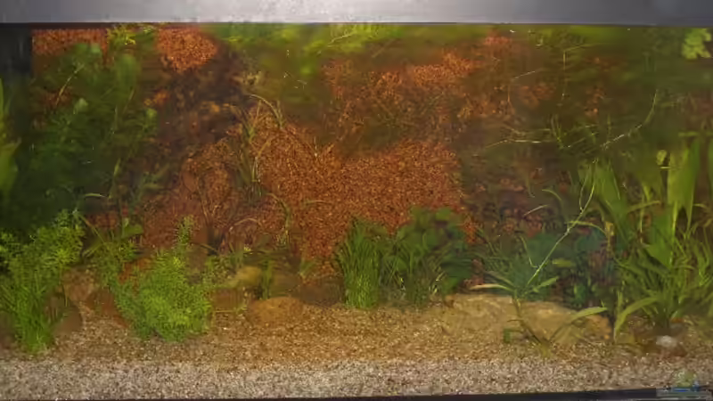 Gesamtansicht 26.06.2009 schon besser... von bobbyfee (6)