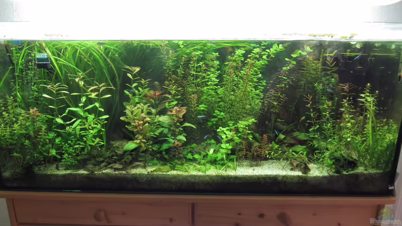 Gesamtansicht 27.04.2017 von Tigerlotus (17)