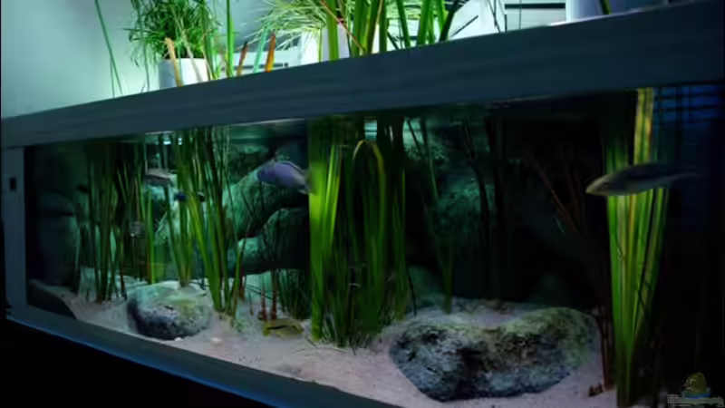 Gesamtansicht (28.07.2012) von Der Schweizer (4)