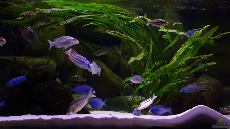 Gesamtansicht 29.05.2013 von Klaus Lischka (1)