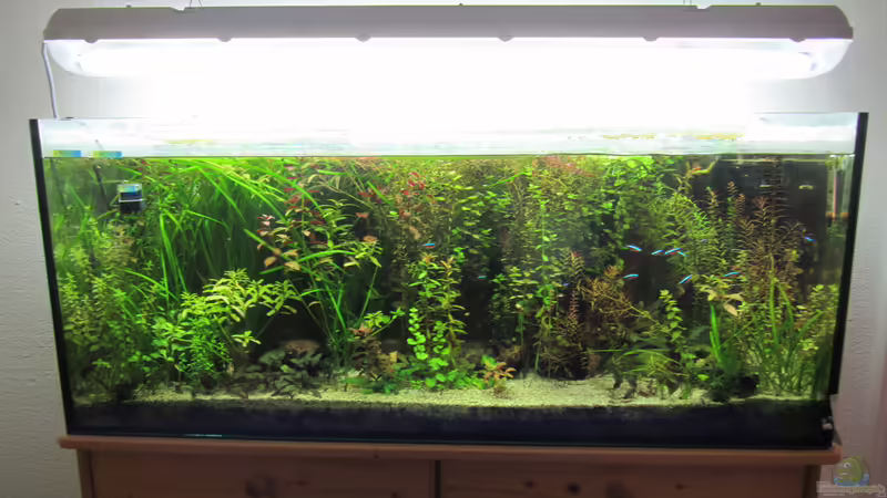 Gesamtansicht 29.06.2017 von Tigerlotus (19)