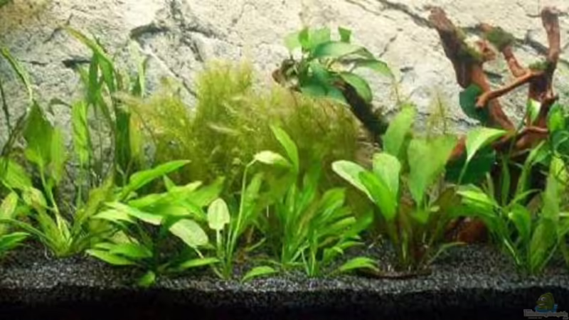 Gesamtansicht 29.07.2010 von K@i (2)